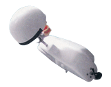 仿真肩體、頭模-B10023/4-醫(yī)學教學模型-口腔模型
